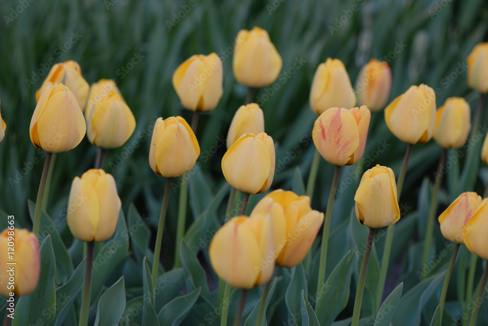 Naklejka premium żółte tulipany, yellow tulips