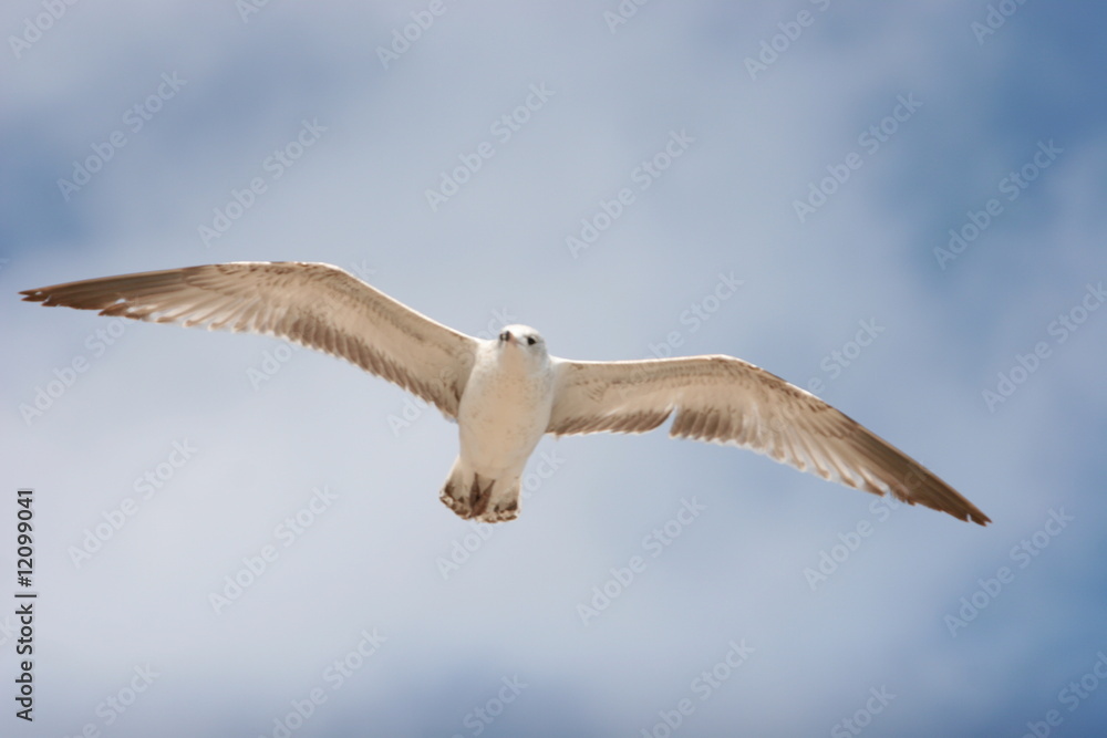 Obraz premium beach bird