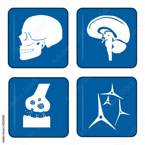icons - schädel - nervensystem - gehirn