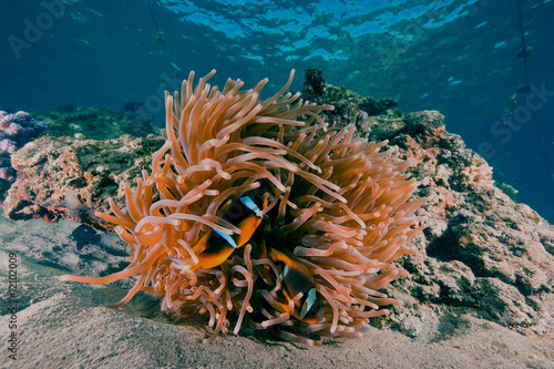 magnificent anemone