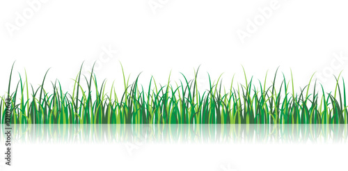 A vector grass illustration