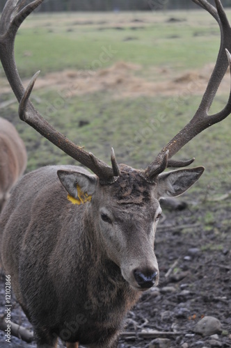 stag