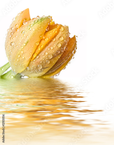 macro of a tulip with water droplets on the petals