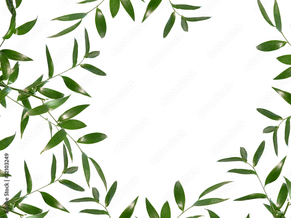 Beautiful green leaves border isolated on white background Stock Photo