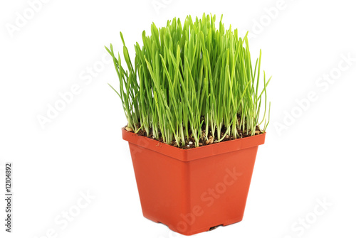 Pot with green oat grass isolated on white background