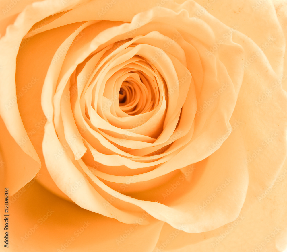 orange rose petals orange rose petals