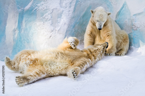 Polar bears couple