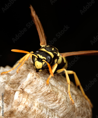 Macro of a wasp in the nest