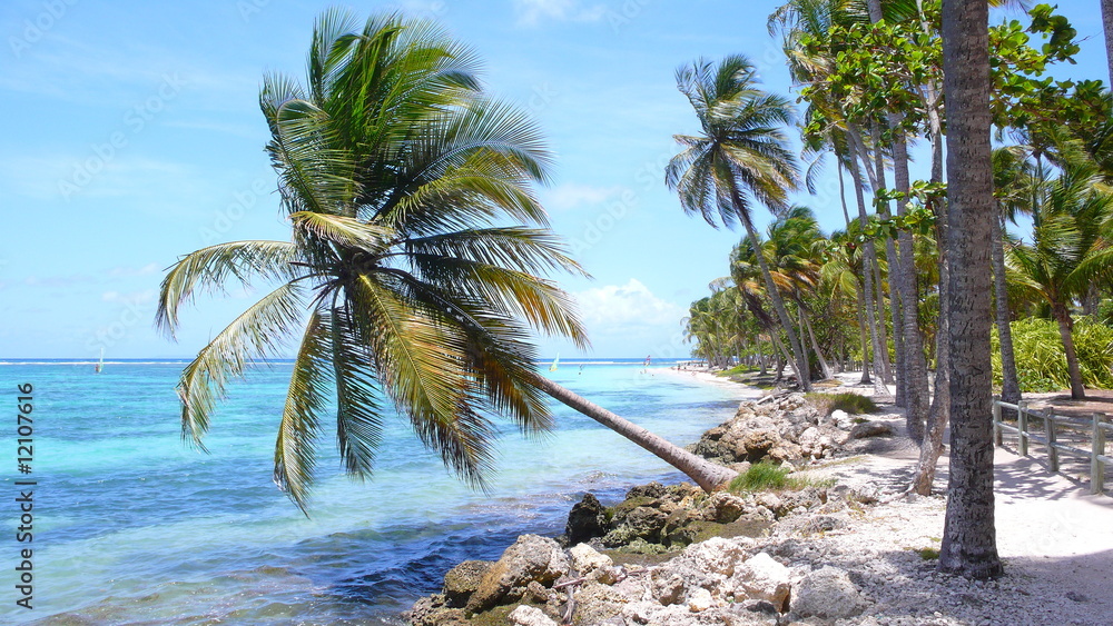 Obraz premium Famous Palm Tree