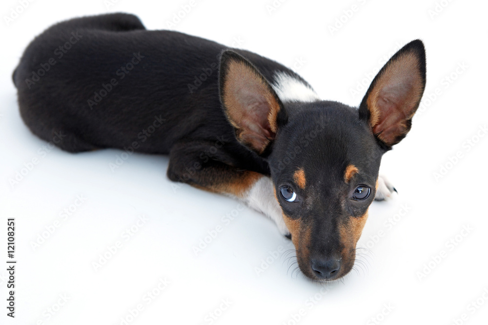 Obraz premium Sad small dog