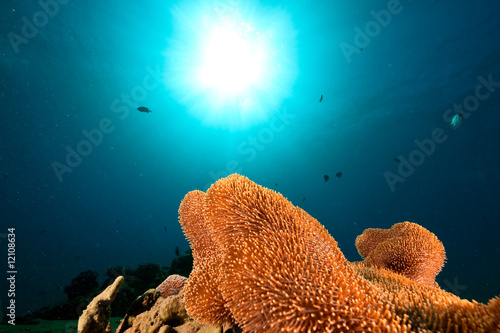 Obraz na płótnie rough leather coral