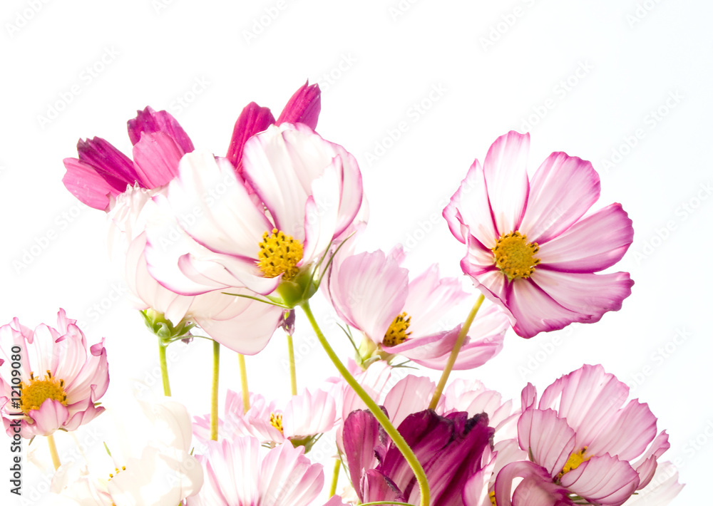 cosmos cosmos