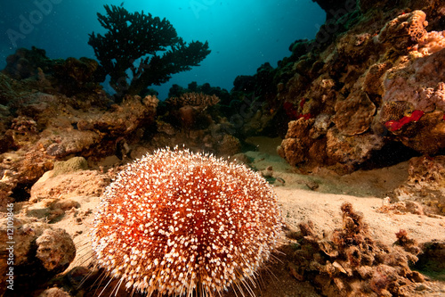 fire urchin