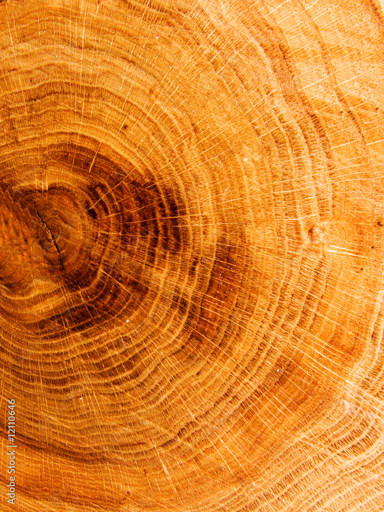 Naklejka premium Tree an oak a cut