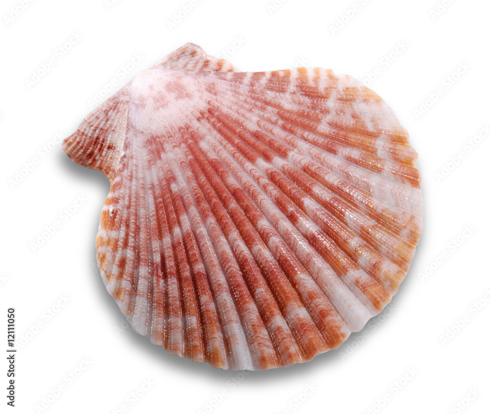 Sea shell isolated on white background Sea shell isolated on white background