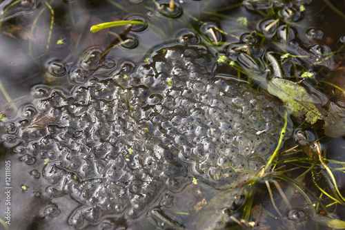 Fotografie frogs spawn in a garden pond in winter