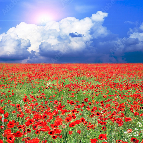 meadow with many red poppies