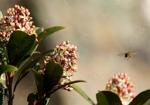 Petite abeille en vol quittant massif de fleurs photo