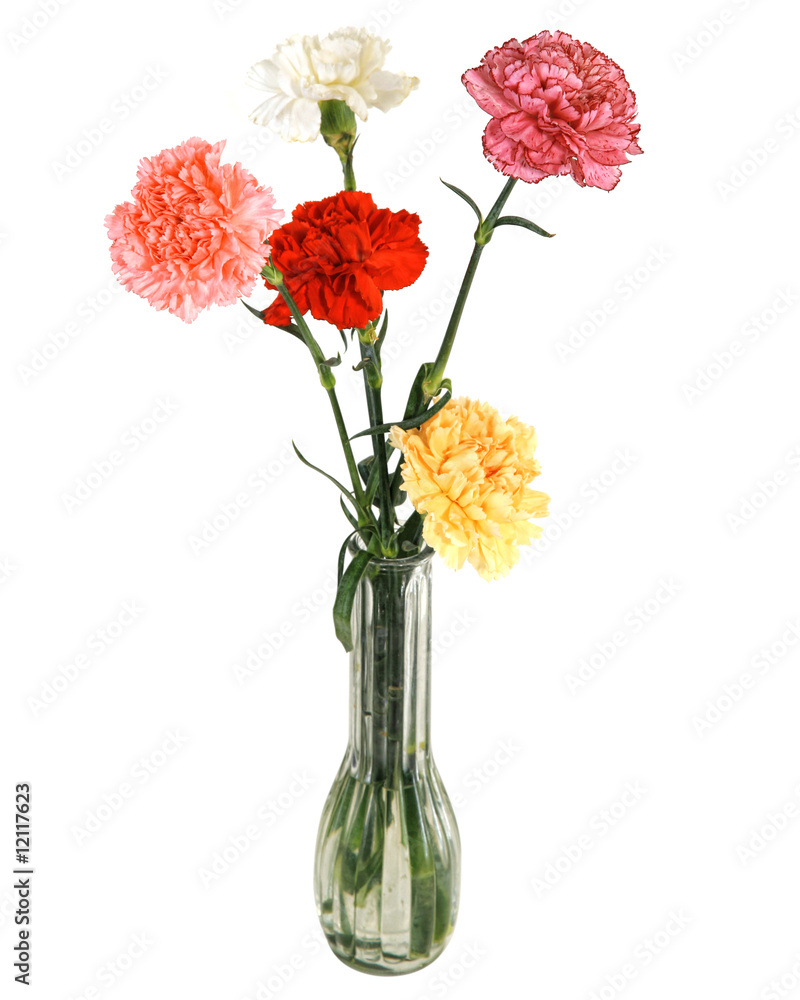 Obraz premium Carnation