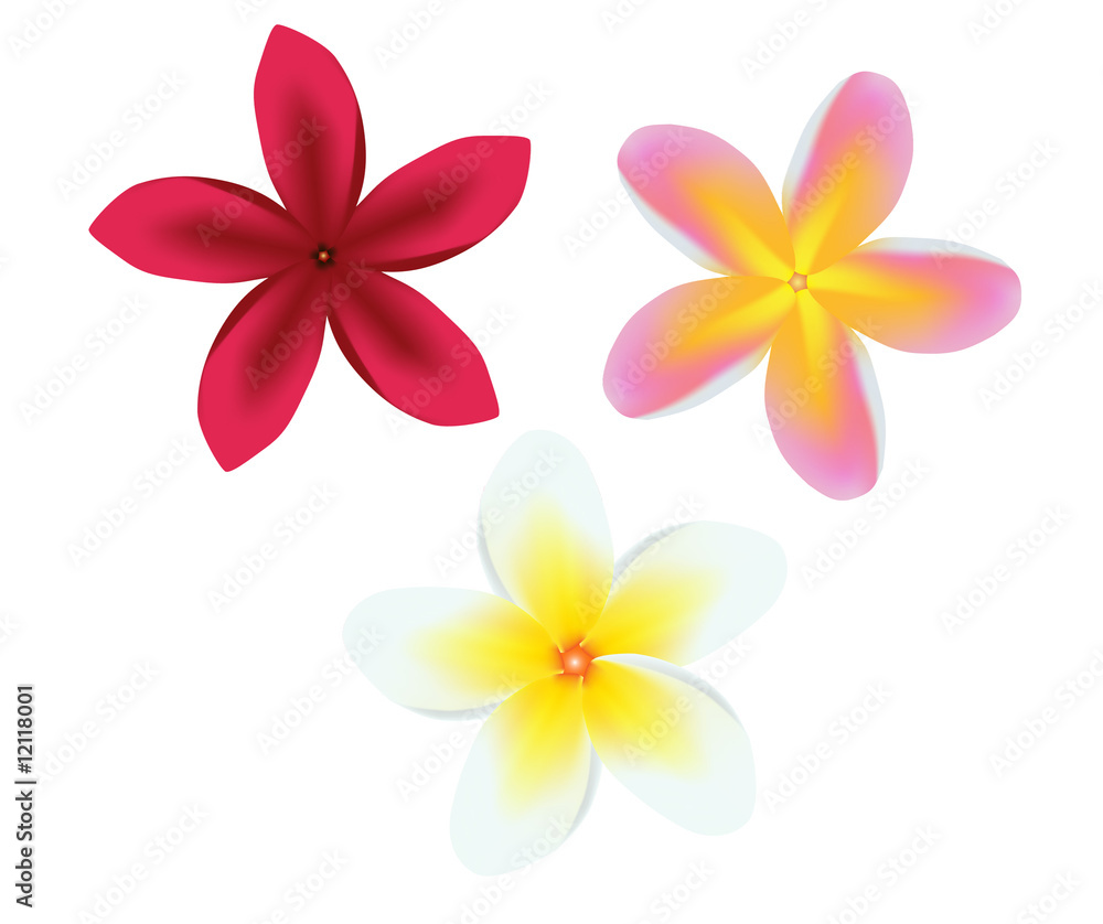 Fototapeta premium Frangipani Plumeria Set