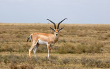 Impala - medium-sized African antelope