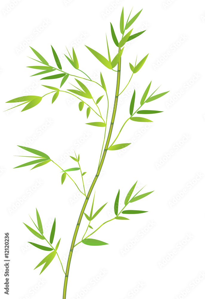 Bamboo branch Bamboo branch