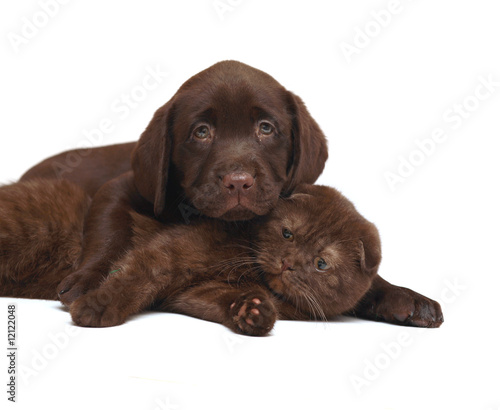 Chocolate kitten and chocolate pup.