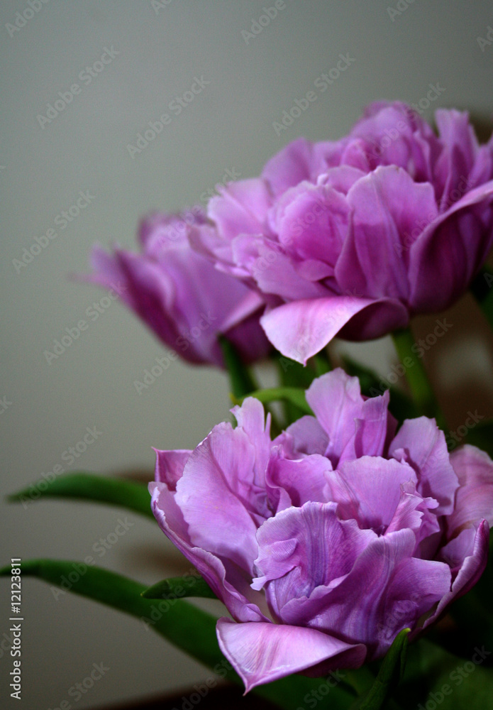 Obraz premium contrastful flowers