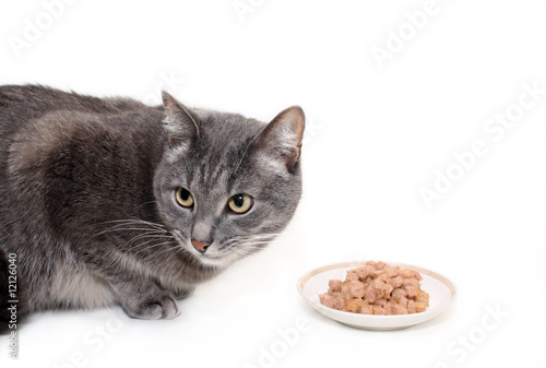The grey cat eats the cat's canned food