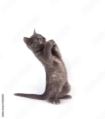 Scaredy cat on a white background photo
