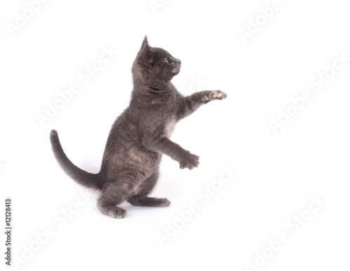 Gray kitten playing on white background © Tony Campbell