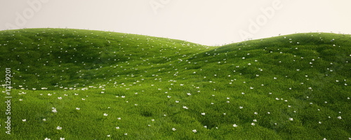 Vászonkép Grass field with white flowers