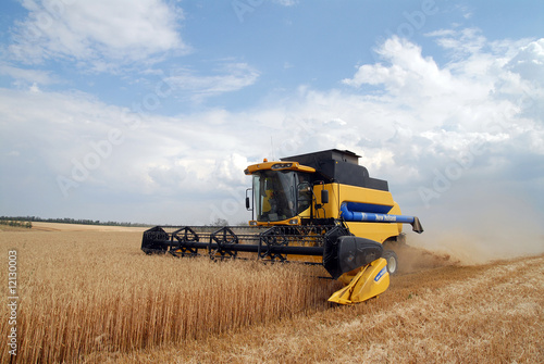 The combine gathers wheat crop