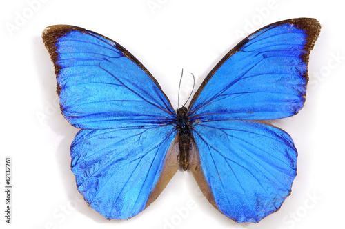 Blue butterfly © Mee Ting