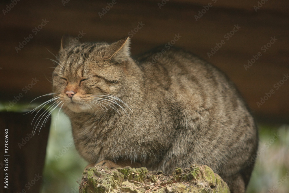 Obraz premium Wildkatze