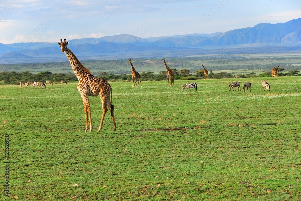 Fototapeta premium African landscape with giraffes