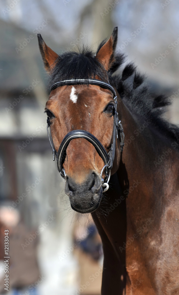 Fototapeta premium Horse
