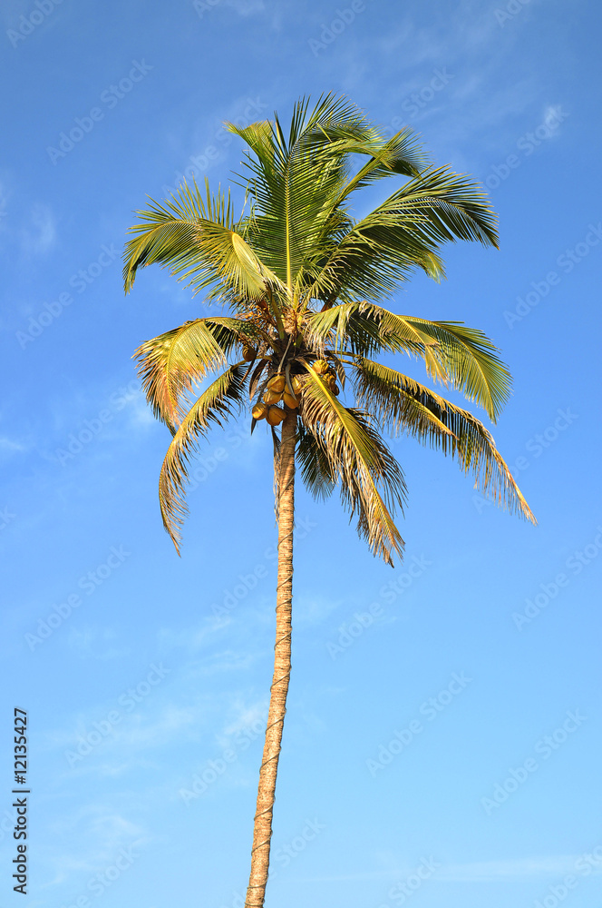 Obraz premium Lonely palm tree over sky