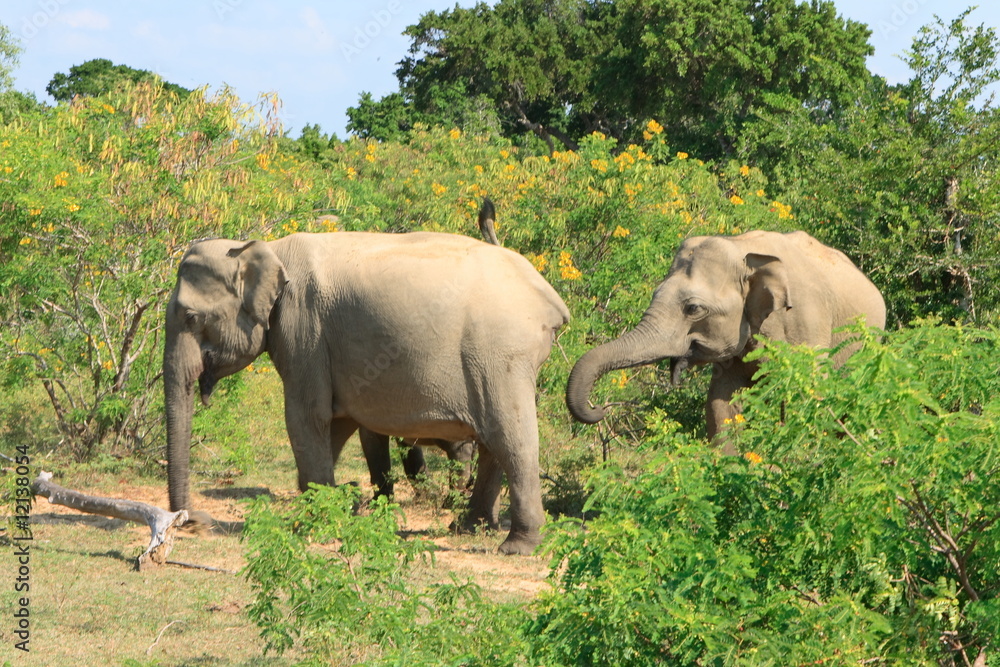 Fototapeta premium Éléphants, parc du Yala, Sri Lanka