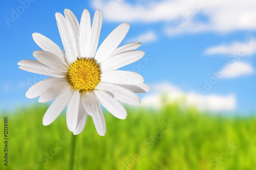 White daisies on blue sky and green grass background