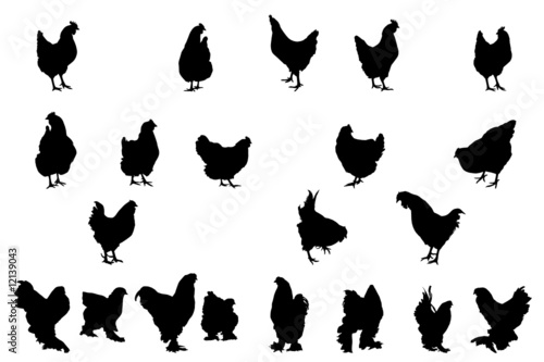 chicken  silhouettes,  collection for designers
