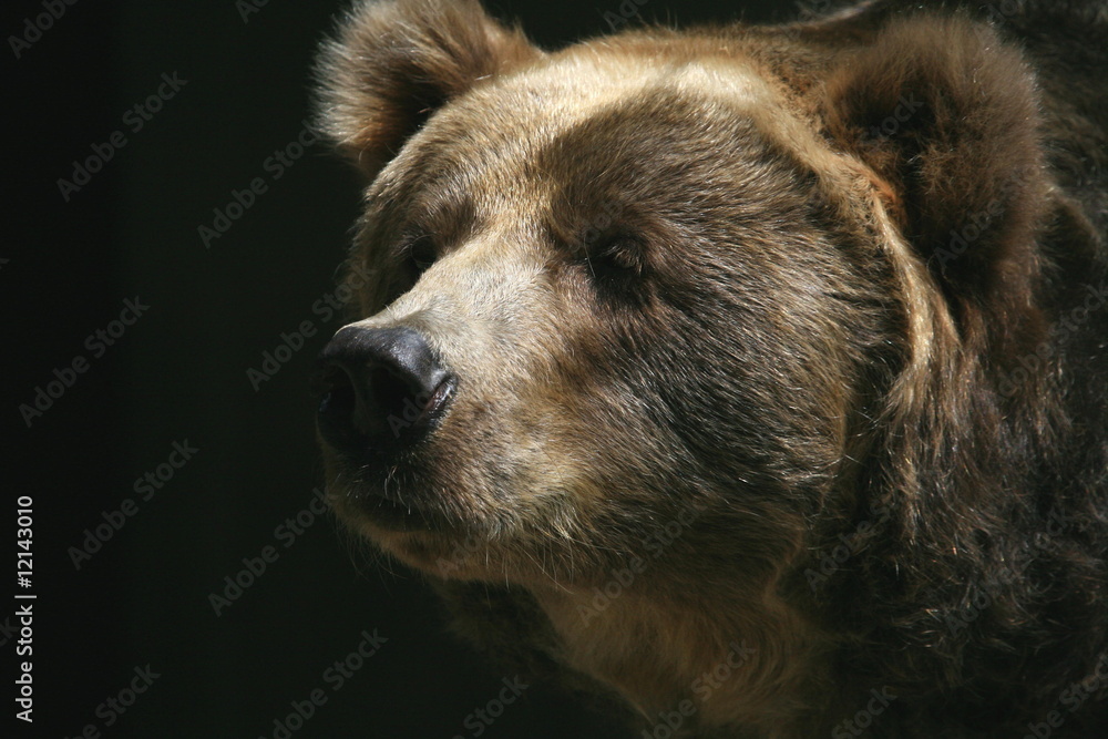 Fototapeta premium Kodiakbär (Ursus arctos middendorffi)