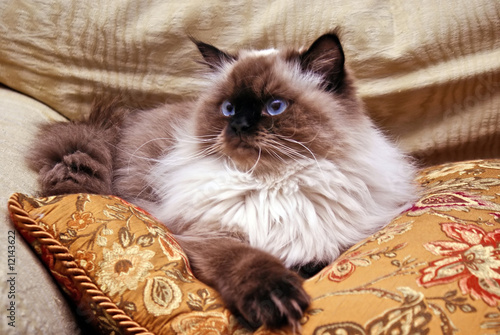 Himalayan Cat