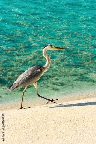 Heron walking on a beach © Nikolai Sorokin
