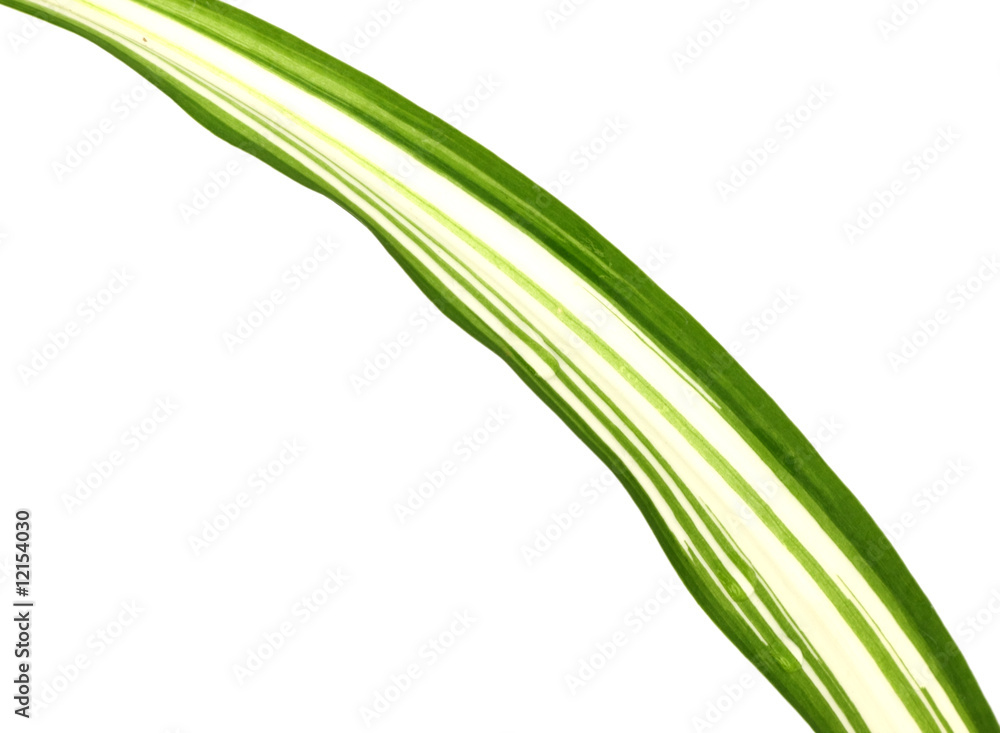 feuille de phalangère feuille de phalangère