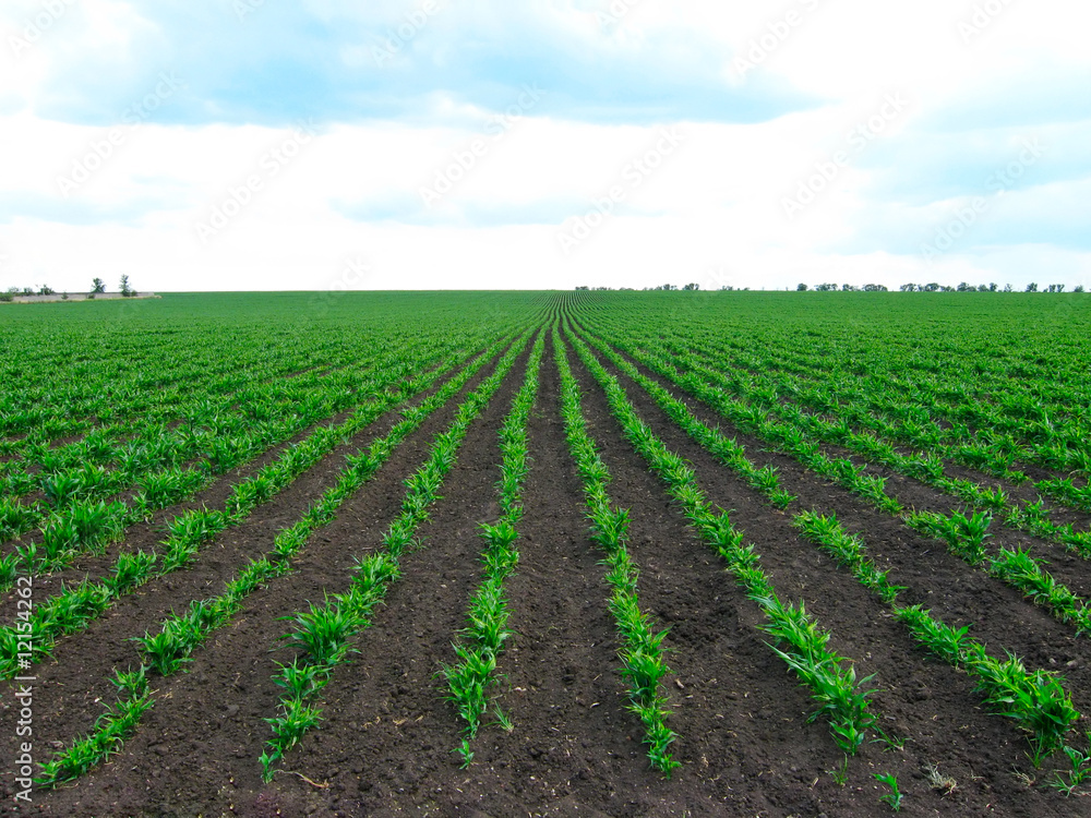 Vegetable plantation