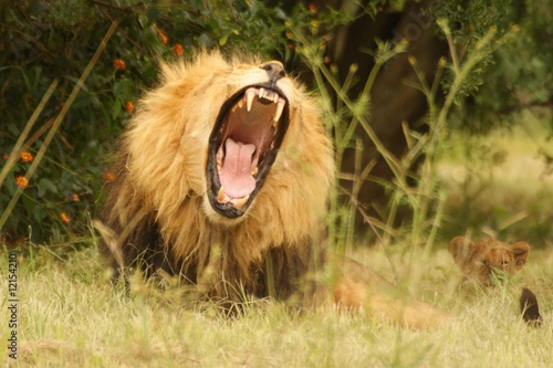 Lion, Panthera leo