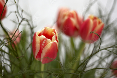 Plakat tulpen