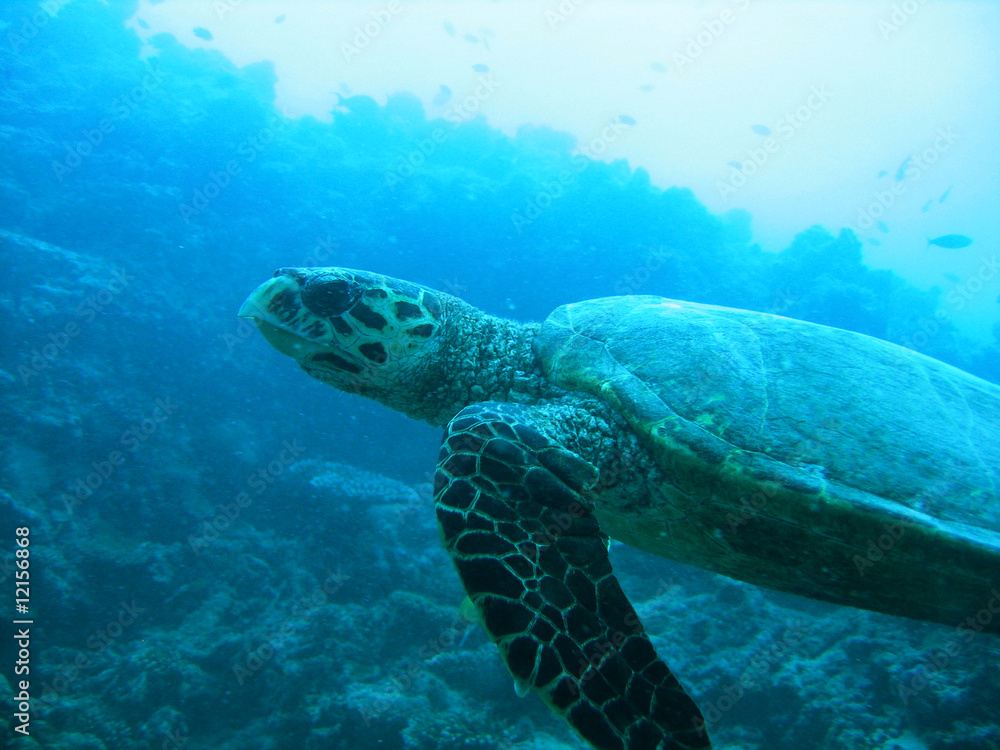 Fototapeta premium Turtle