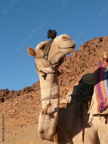 Fototapeta wielbłąd